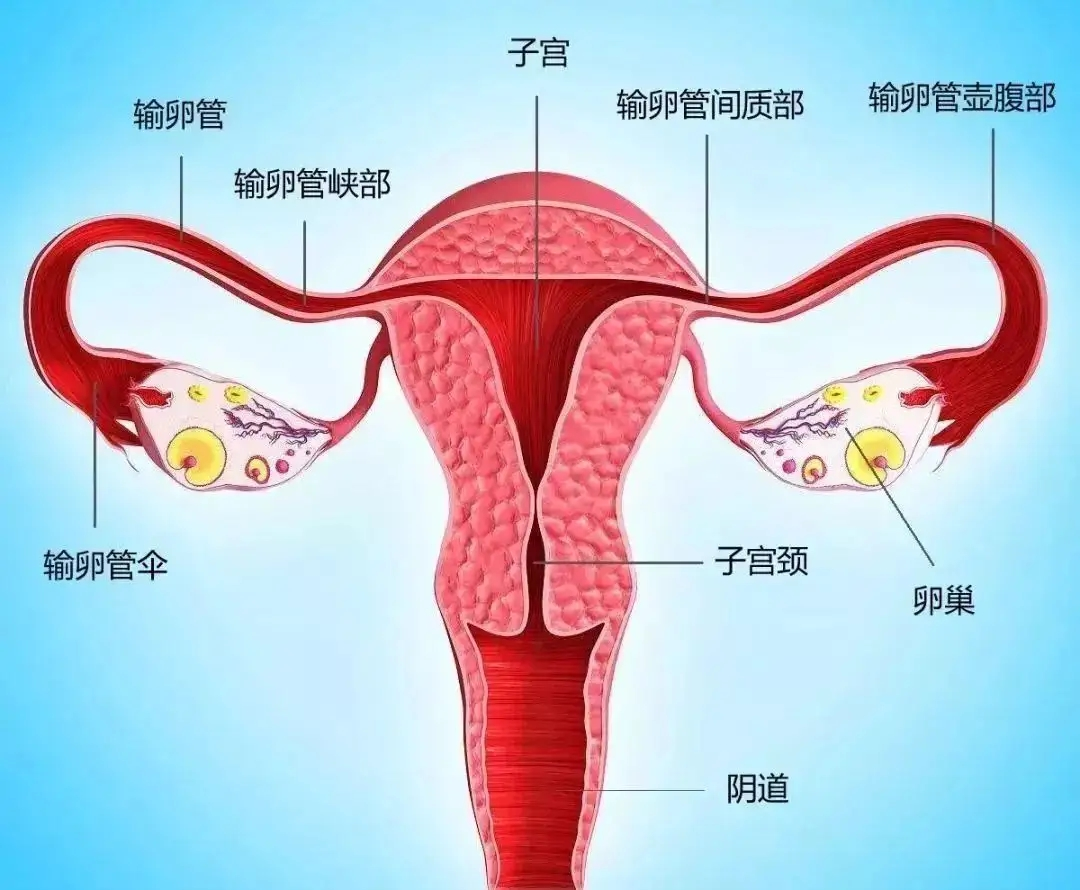 低調(diào)但很重要的輸卵管，今天來認(rèn)識(shí)一下！